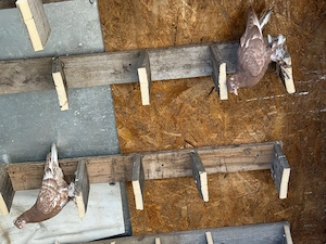 Porumbei ornament  - imagine 5