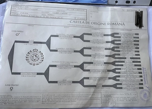 Femela Cane Corso, Pedigree FCI, în vârstă de trei luni - imagine 4