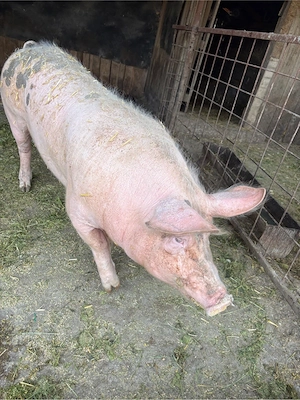 vând purcea  - imagine 2