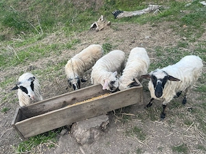 Vand oi tinere de 1 an  - imagine 3