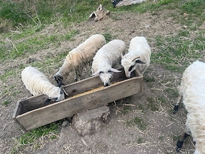 Vand oi tinere de 1 an  - imagine 2