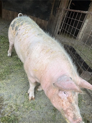 vând purcea  - imagine 3