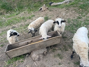 Vand oi tinere de 1 an 