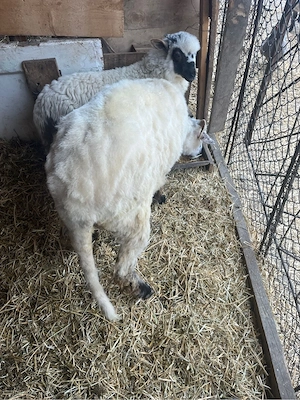 Vand oi tinere de 1 an  - imagine 4