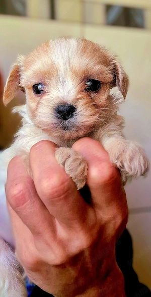 Baietel Maltipoo talie mica - imagine 2