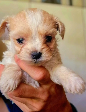 Baietel Maltipoo talie mica