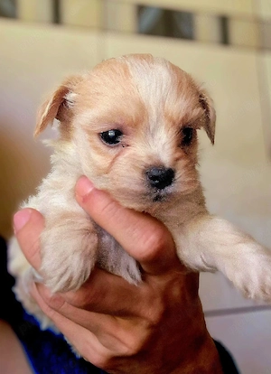 Baietel Maltipoo talie mica - imagine 3