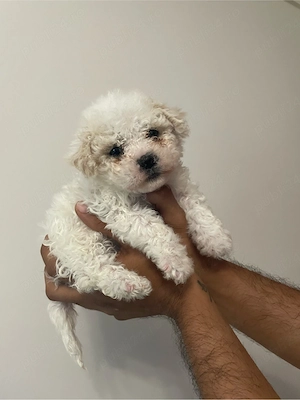 bichon 6 saptamanii 