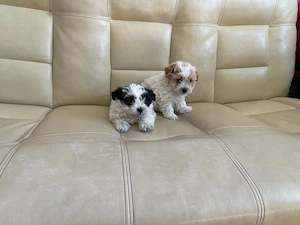 Vând pui bichon havanez  - imagine 3