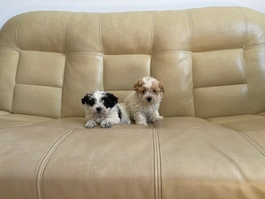 Vând pui bichon havanez  - imagine 2