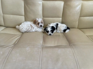 Vând pui bichon havanez 