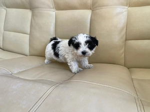 Vând pui bichon havanez  - imagine 4