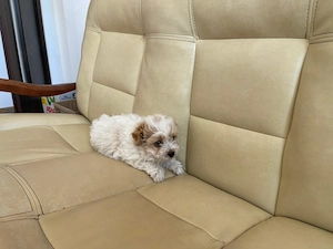 Vând pui bichon havanez  - imagine 5