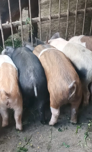 Purcei de 9 săptămâni - imagine 3