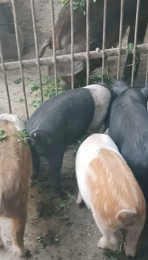 Purcei de 9 săptămâni - imagine 2