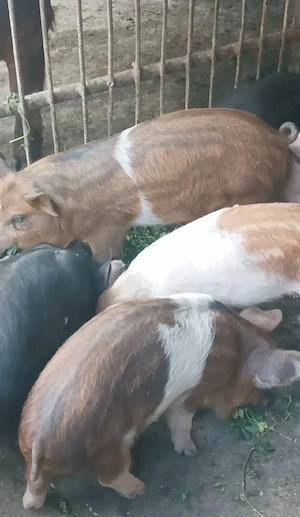 Purcei de 9 săptămâni