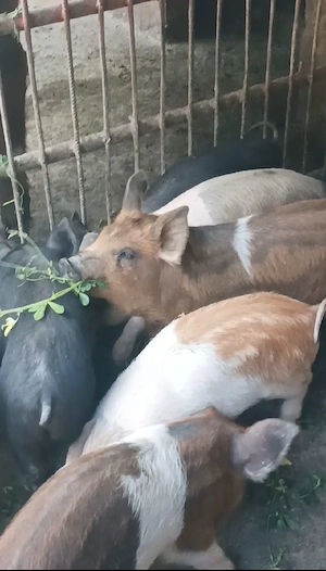 Purcei de 9 săptămâni - imagine 4