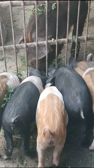 Purcei de 9 săptămâni - imagine 5