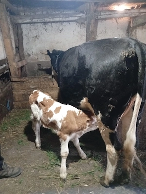 Vaci și vitele de 3 zile  - imagine 3