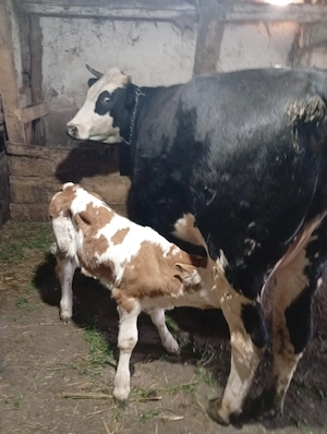 Vaci și vitele de 3 zile  - imagine 2