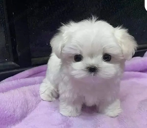 Bichon maltez fetițe - imagine 3
