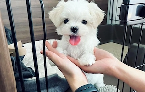 Bichon maltez fetiță 