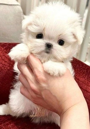 Bichon maltez fetițe - imagine 4