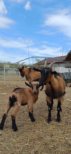 Vând ied Alpina Franceză