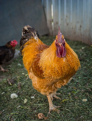 Cocos de 2 ani frumos - imagine 3