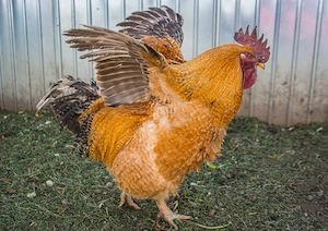 Cocos de 2 ani frumos - imagine 4