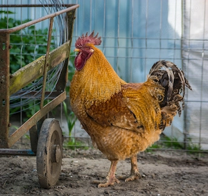 Cocos de 2 ani frumos - imagine 2