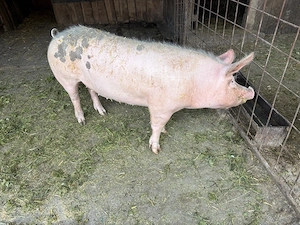 vând purcea  - imagine 5