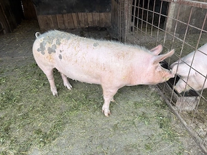 vând purcea  - imagine 4