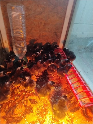 Vand pui de gaina Plymouth rock 