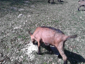     Iezi alpina franceza - imagine 3