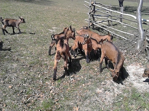     Iezi alpina franceza - imagine 4