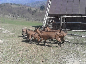     Iezi alpina franceza - imagine 2