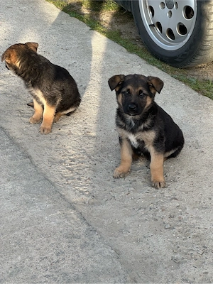 Catei ciobanesc german - imagine 2