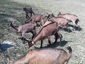     Iezi alpina franceza - imagine 5