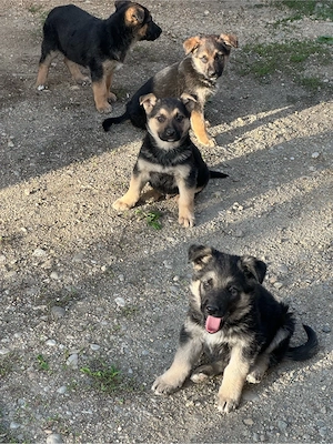 Catei ciobanesc german - imagine 5