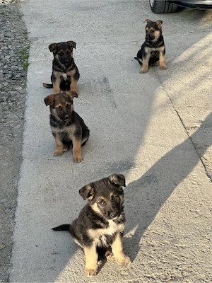 Catei ciobanesc german - imagine 3