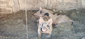 Vând porci Duroc   Pietrain