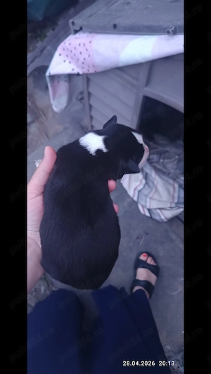 10 căței așteaptă stapan - imagine 2