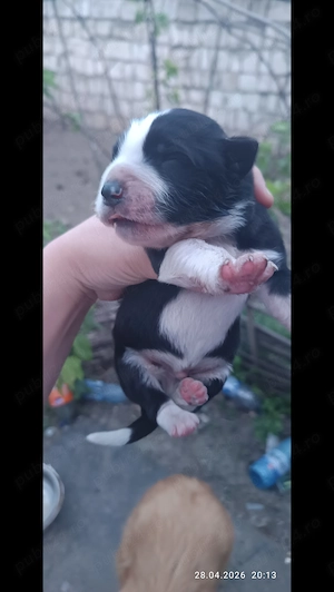 10 căței așteaptă stapan