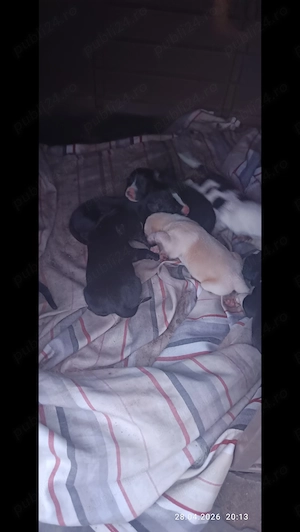 10 căței așteaptă stapan - imagine 4