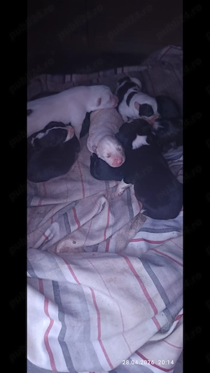 10 căței așteaptă stapan - imagine 3