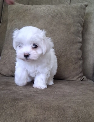 Bichon maltez talie mică 