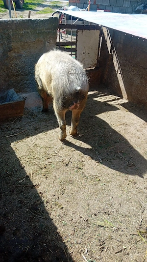 Vier de vânzare. - imagine 2