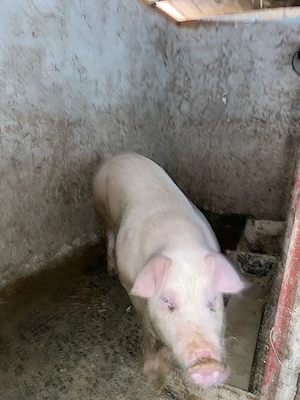 Vând porci landrace  - imagine 5