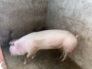 Vând porci landrace  - imagine 4